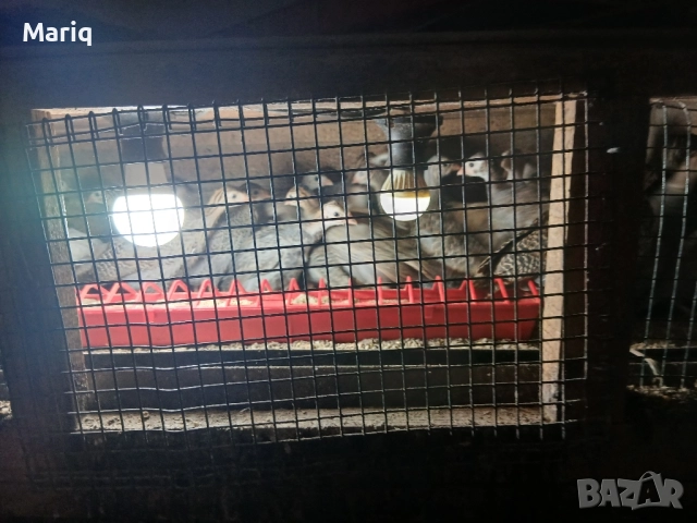 Продавам токачки , снимка 1