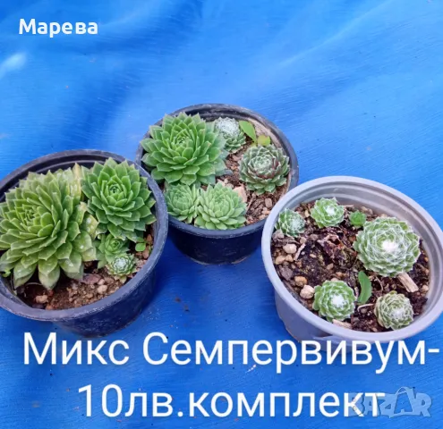 Цветя микс,външни основно и някои вътрешни. Цени на снимки , снимка 10 - Други - 47358248