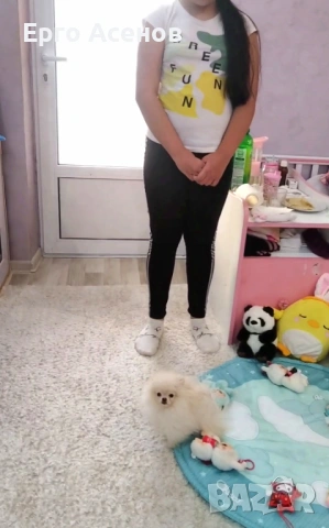 Чистокръвно мини Померанче!, снимка 8 - Померан - 54251251