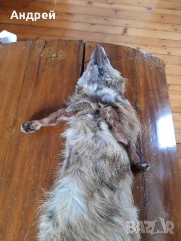 Стара кожа,яка от лисица #2, снимка 4 - Други ценни предмети - 54081281