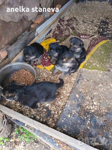 Немски овчарки , снимка 6 - Немска овчарка - 54027748