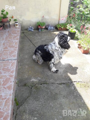 Спрингер Шпаньол, снимка 5 - Шпаньоли - 40821293