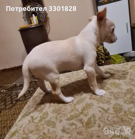 Малка принцеса на 2м търси новите си стопани