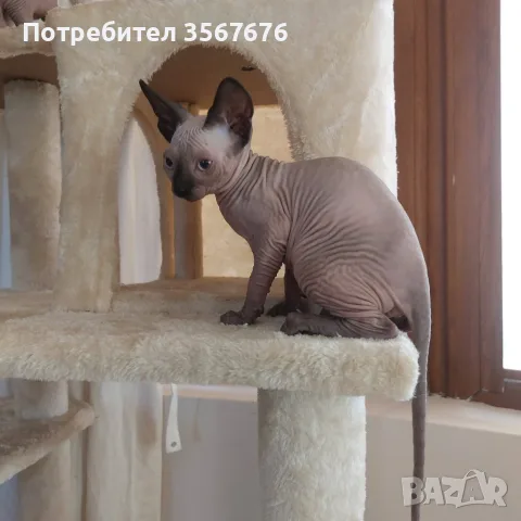 Чистокръвно коте сфинкс