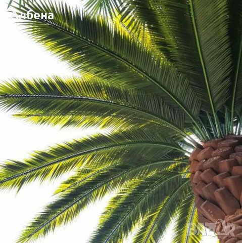 Изкуствени палми и покривала от палмови листа. в Други в к.к. Слънчев бряг  - ID31438658 — Bazar.bg