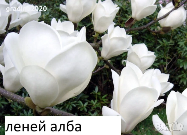 Магнолия Леней Алба -  Lenei Alba, снимка 2 - Разсади - 52633619
