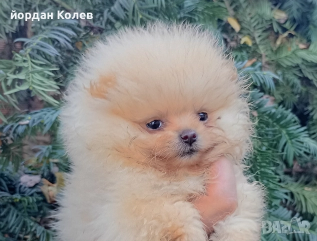 мини момиче , снимка 4 - Померан - 52512405