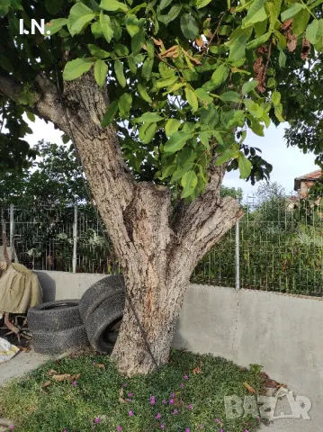 Орехов матерял 