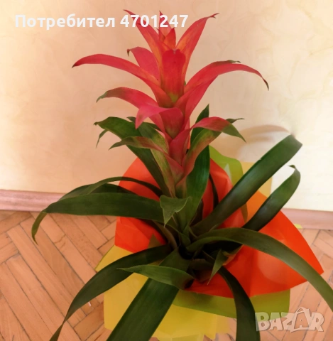 Декоративно цвете Гузмания, снимка 5 - Стайни растения - 53981816