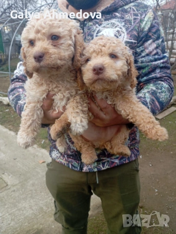 Здравейте продавам чисто кръвни кученца с поставена първа ваксина , снимка 2 - Други - 53210472