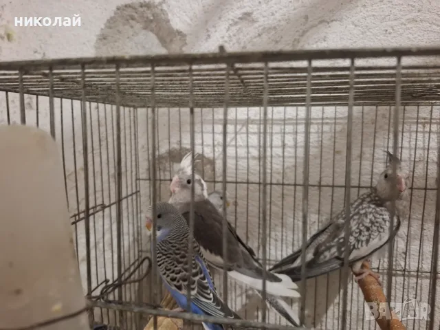 Продавам млади вълнисти папагали  и две млади корели, снимка 7 - Папагали - 54910450