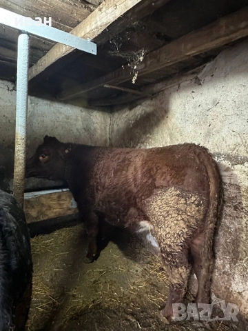 продавам мъжко и женско теле за клане, снимка 3 - Крави - 52497573