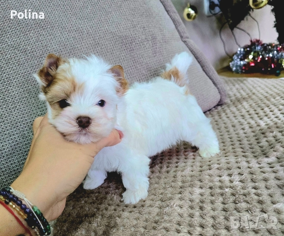 Уникално момче, снимка 3 - Йоркширски териер - 52929052