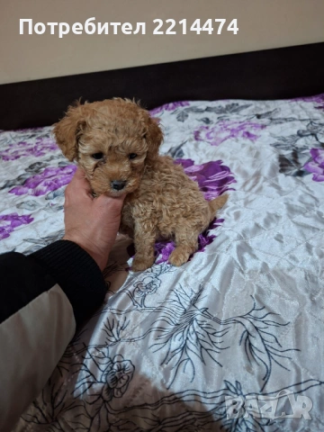 МИНИ ПУДЕЛЧЕ, снимка 7 - Пудели - 53099688