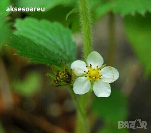 100 семена от плод бяла ягода органични плодови бели ягодови семена от вкусни ягоди отлични плодове , снимка 11 - Сортови семена и луковици - 37706682