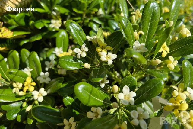 Питоспорум (Pittosporum) – Вечнозелена елегантност и неповторим аромат, снимка 2 - Разсади - 56240209