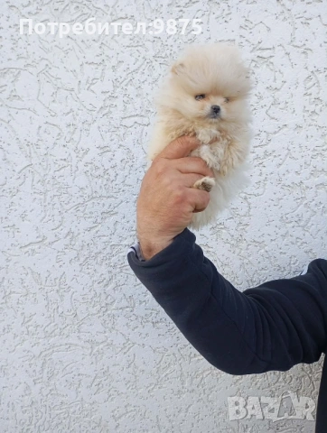 Продавам померан, снимка 3 - Померан - 54099944