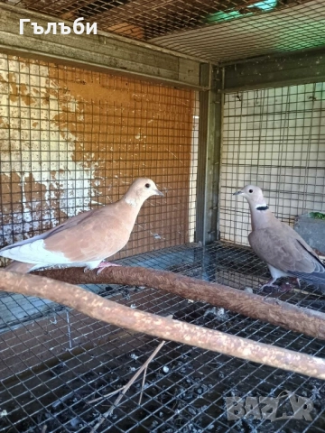 Ростовски, салтинети и гугутки , снимка 11 - Гълъби - 51955942
