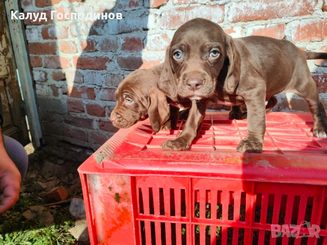 Продавам кученца , снимка 2 - Други - 53374412