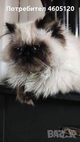 Мъжки персийски колорпойнт, снимка 2 - Персийска - 51839747