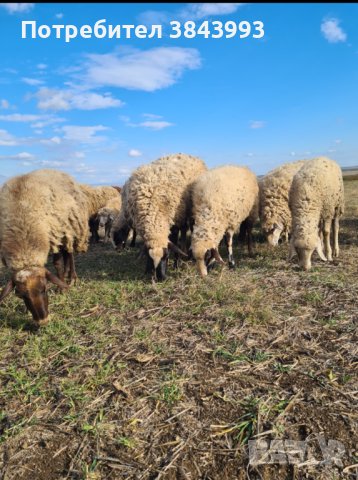 Продавам 300 овце под селекция , снимка 3 - Овце - 42224213