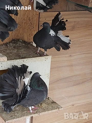Продавам гълъби фенерлии, снимка 6 - Гълъби - 54212789
