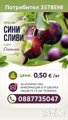 Сини сливи - сорт Стенлей