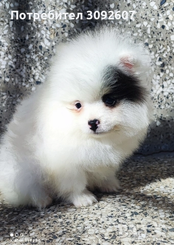 Померанче момче , снимка 3 - Померан - 52230751