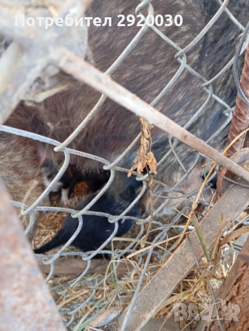 Кученца каракачани, снимка 8 - Каракачанска овчарка - 52457599