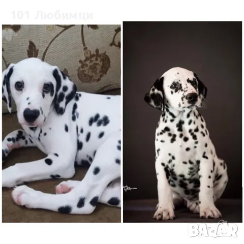 Далматинци с родословие