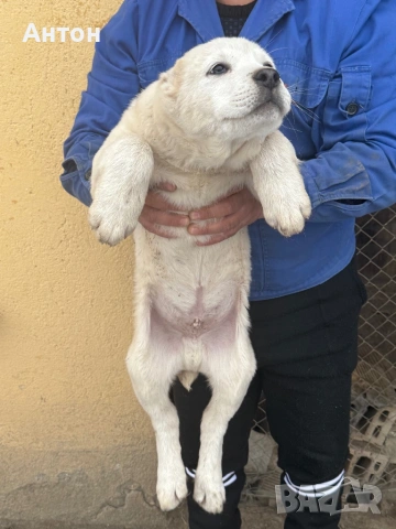 Алабай (Средно Азиатска овчарка), снимка 5 - Алабай - 52940508