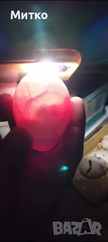 ПОСЛЕДНИ бройки разплодни пуешки яйца 