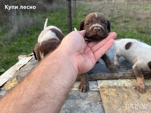 Кученца за трюфели , снимка 9 - Други - 51565937