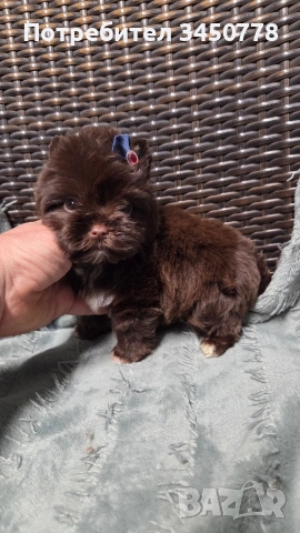 Мини шоколадов йорк момче, снимка 8 - Йоркширски териер - 54310291