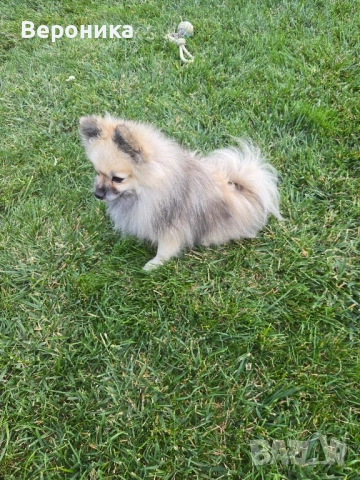 померан момче 1.900кг, снимка 7 - Померан - 52054274