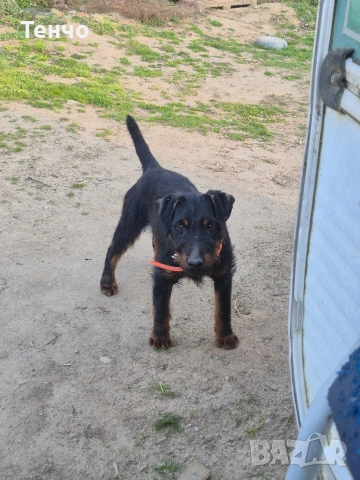 Женски Ягдтериер