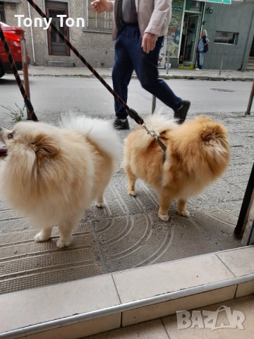 Померански шпиц , снимка 16 - Померан - 53939083