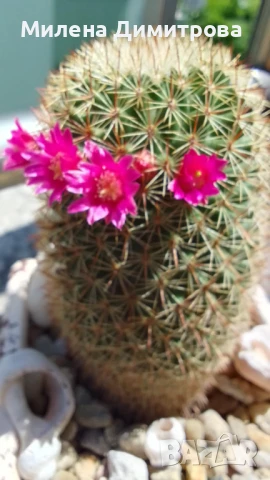 Кактус Мамилария, снимка 3 - Стайни растения - 50819984