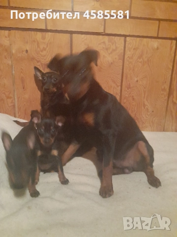 Чистокръвни немски пинери, снимка 17 - Пинчер - 52995417