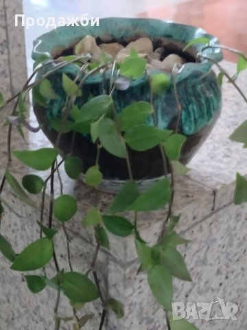 Красиво пълзящо стайно растение- Традесканция, снимка 4 - Стайни растения - 42036132