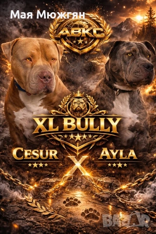 XL American Bully с родословие и сертификат