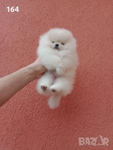 Миниатюрно мини момиченце. Мини Померан. Реални снимки !, снимка 2 - Померан - 53217166