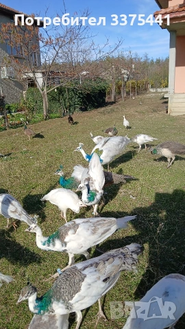 продавам пауни Сребърни ,арлекини ,индийски и Бели , снимка 8 - други­ - 53077552