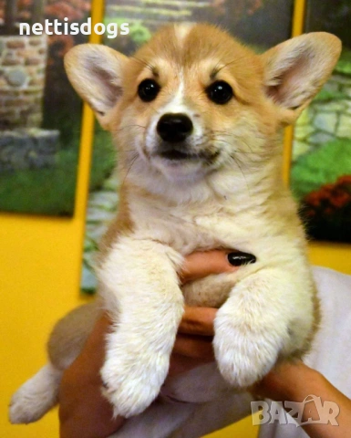 Кралска порода Уелско Корги Пембрук, снимка 9 - Други - 50062470