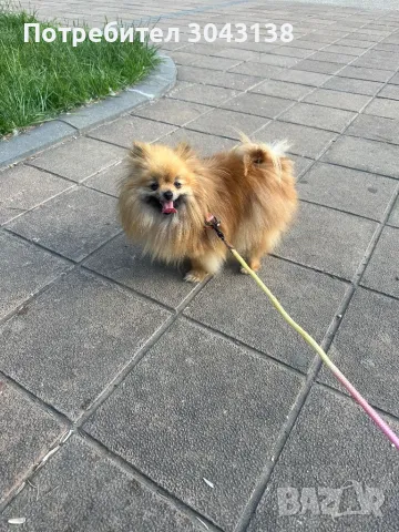 Мини пумеран , снимка 2 - Померан - 47946152