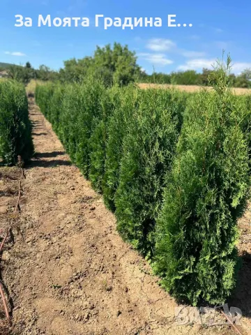 Западна Туя Брабант с Високо качество , снимка 5 - Градински цветя и растения - 49492242