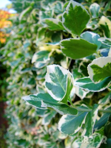 Радиканс - 3 вида вечнозелен жив плет (ПРОМО: 1,10 лв.–0,80 лв.), снимка 3 - Разсади - 42873134