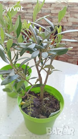 Маслина -Olea europaea Mini, снимка 2 - Градински цветя и растения - 40589519