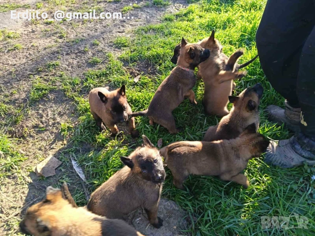 Белгийска овчарка Малиноа, снимка 2 - Белгийска овчарка - 52793479