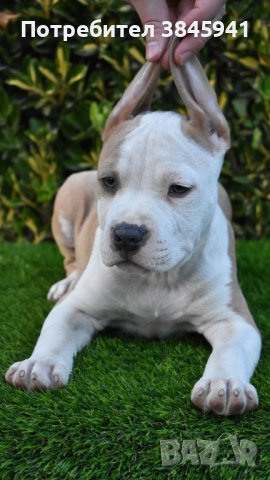 Sini amerikanski stafordshirski terieri, снимка 5 - Американски стафордширски териер - 42249327